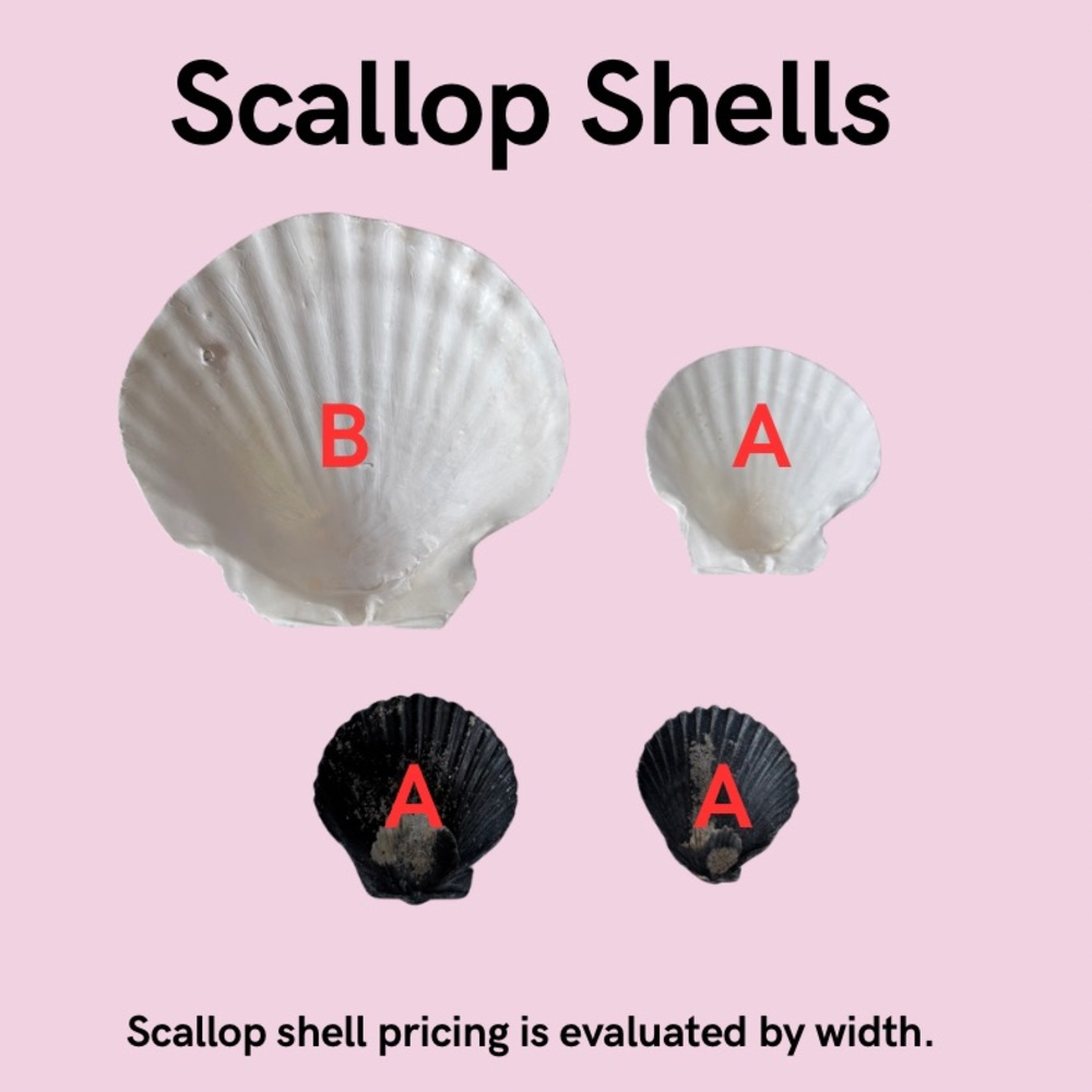 🐚Custom Shell Ring Dish Information Comment Below 👇🏻for custom inquiries. 🦪 - Picture 3 of 15